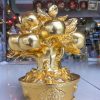 Cây Hồng Phúc Lộc