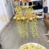 Sóc Nhạc Bằng Đồng Hầu Đồng