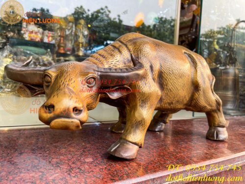 Tượng Trâu Vàng Việt Nam Bằng Đồng Cỡ Đại Dài 60cm